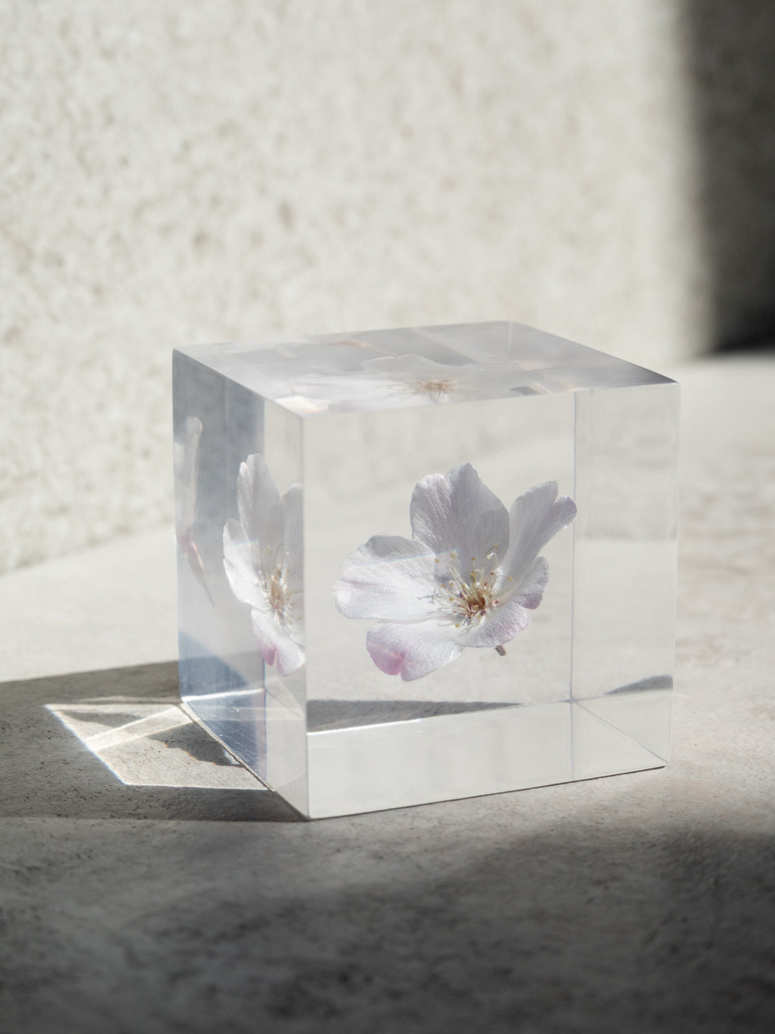 Sola Cube - Komatsu-otome (Sakura)