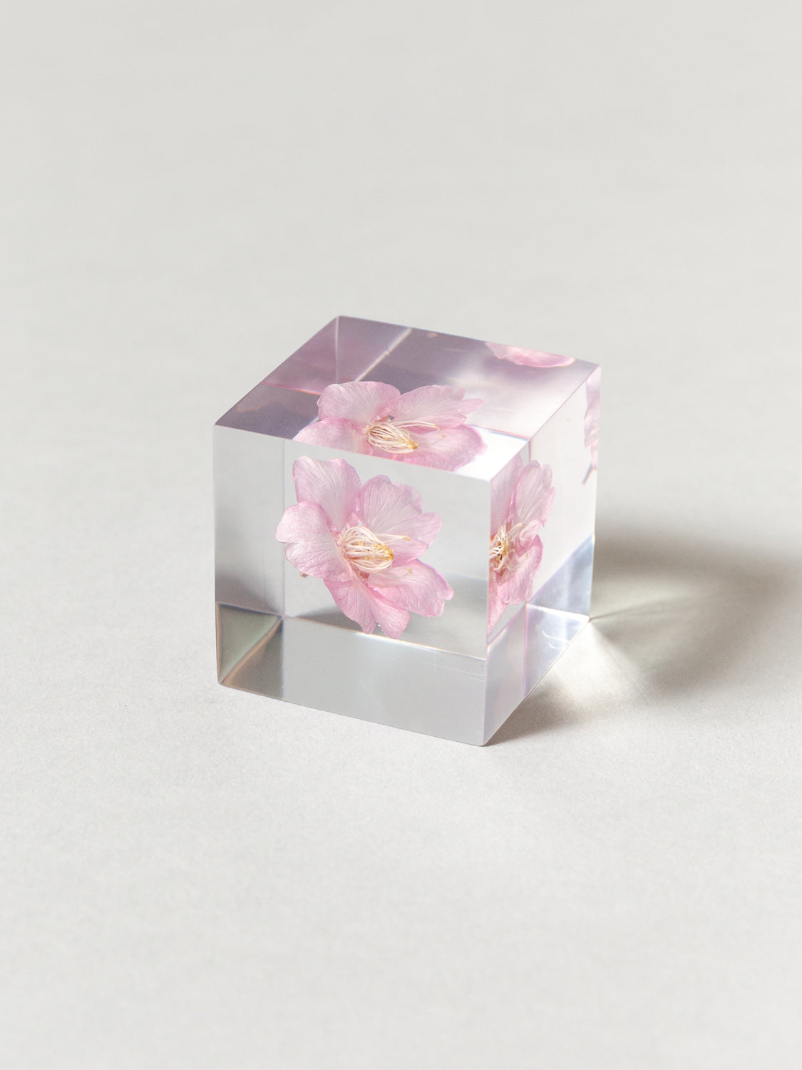 Sola Cube - Kawazu-zakura (Sakura)