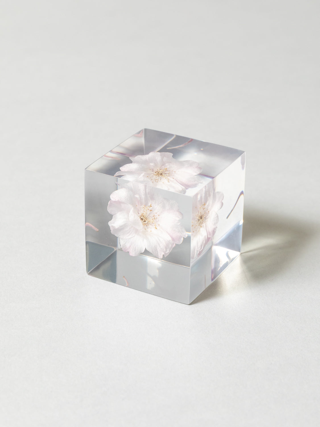 Sola Cube - Yaebenishidare (Sakura)