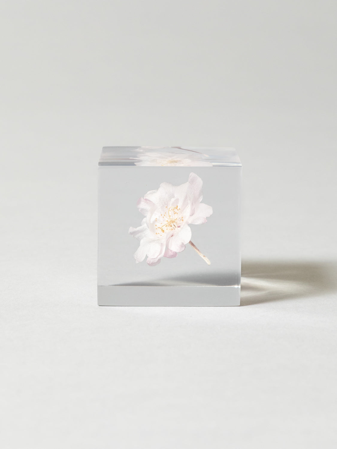 Sola Cube - Yaebenishidare (Sakura)