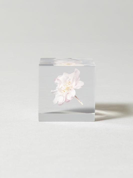 Sola Cube - Yaebenishidare (Sakura)