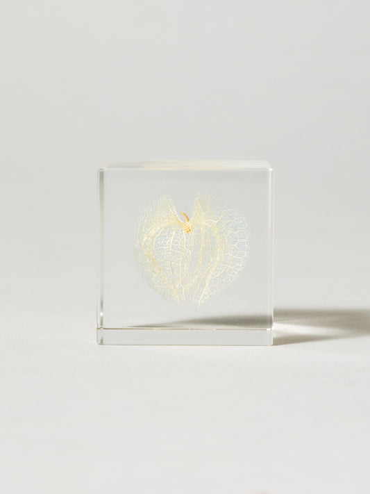 Sola Cube - Apple of Peru