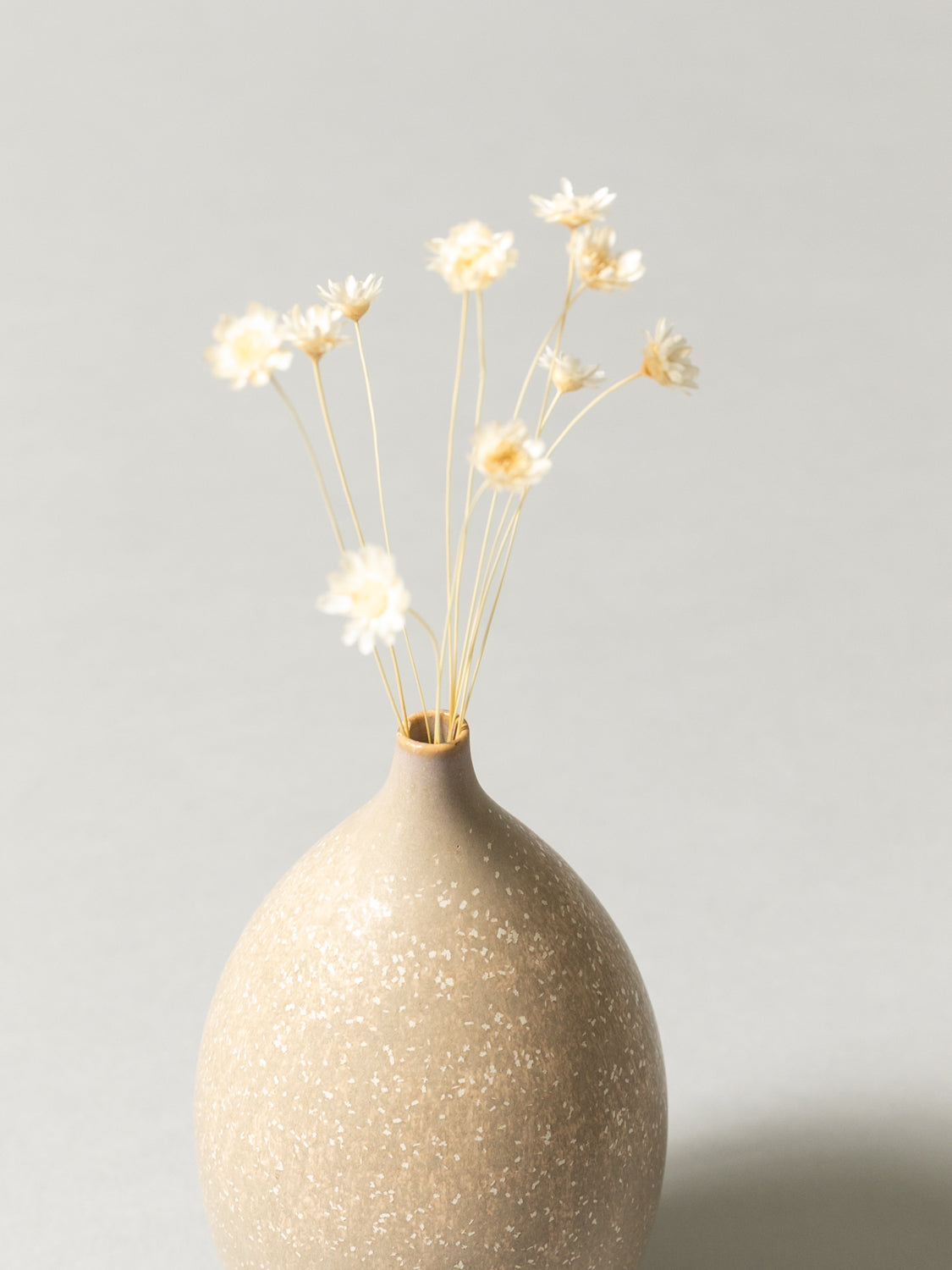 Vase and Dried Flower - Ecru Beige × Starflower