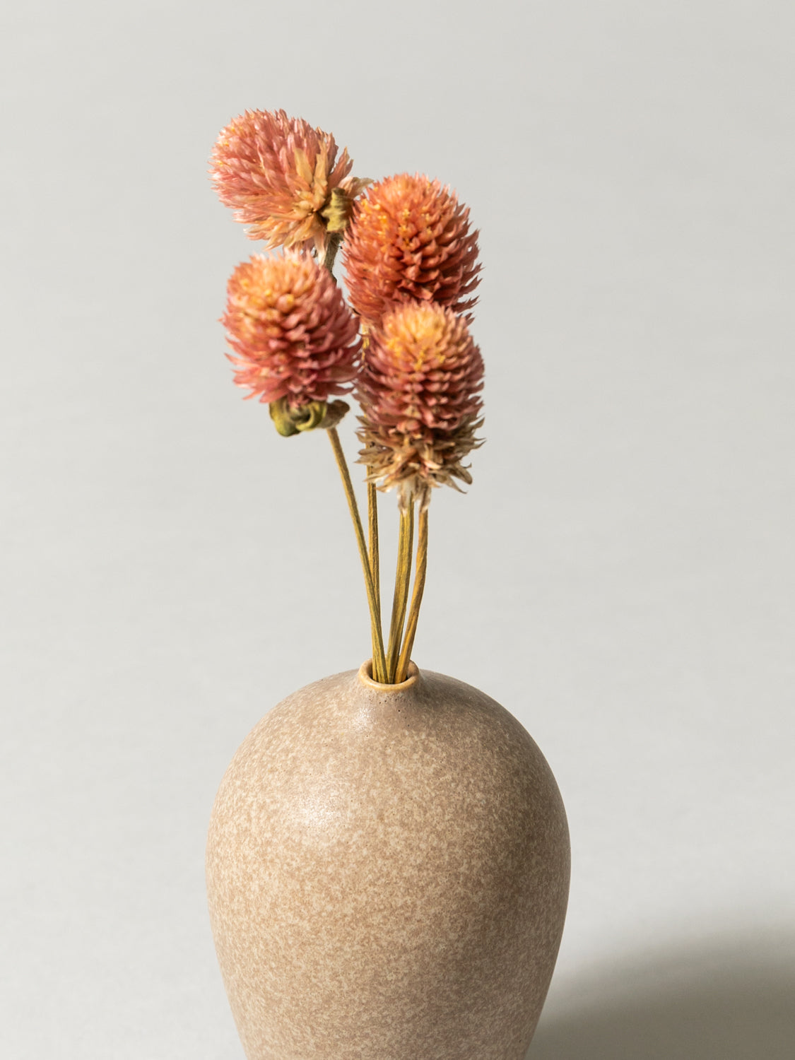 Vase and Dried Flower -  Stardust Gray × Globe Amaranth