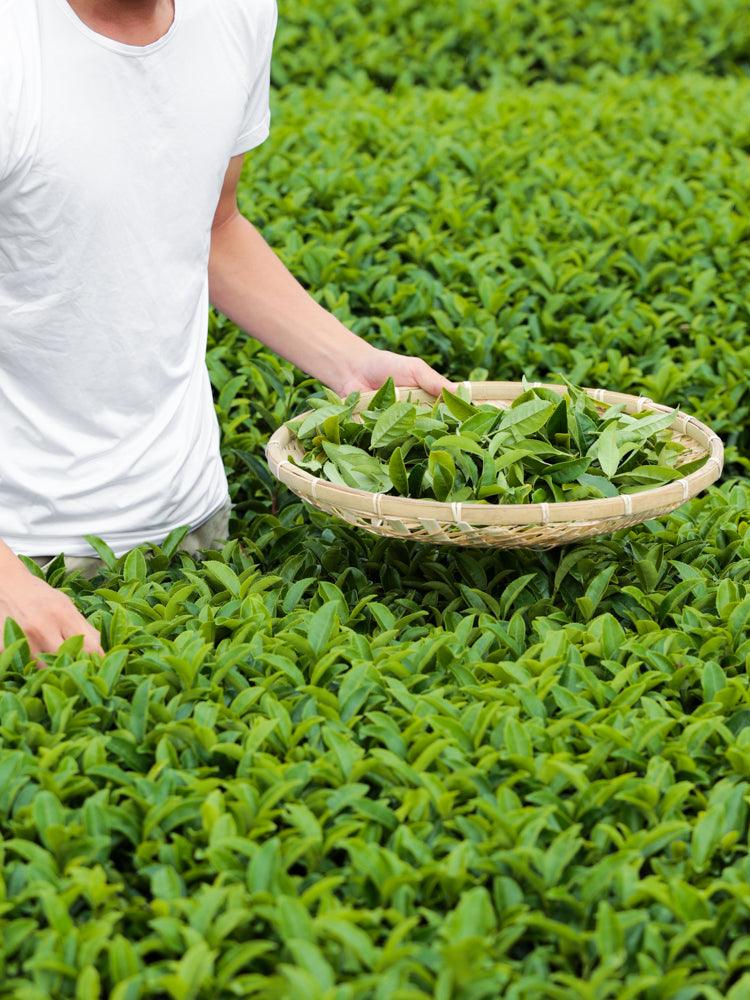 Morihata Organic Kanaya Midori Loose Leaf Green Tea