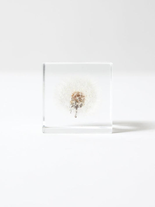 Sola Cube - Dandelion Fluff