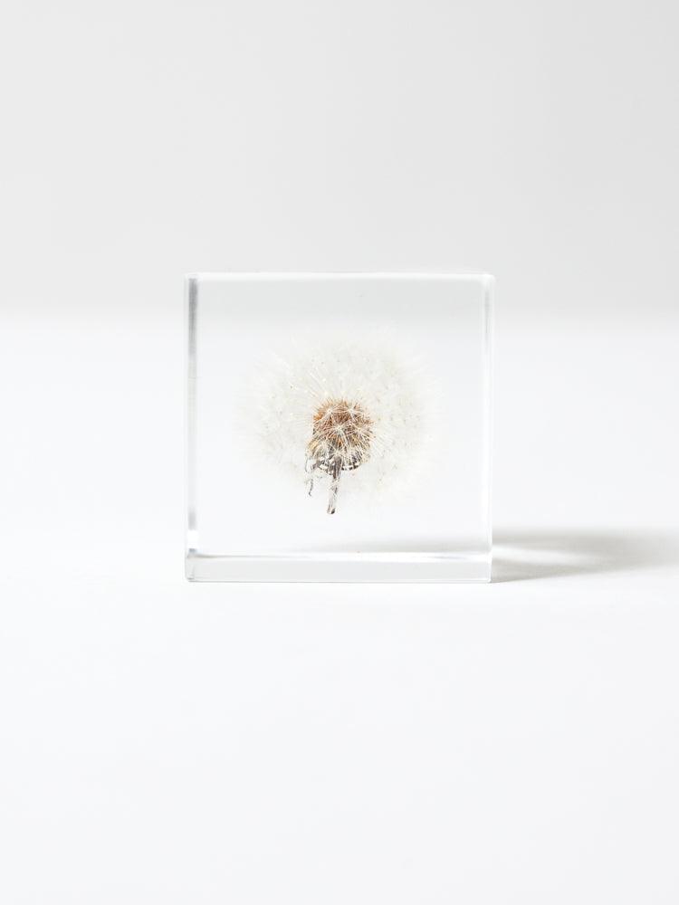 Sola Cube - Dandelion Fluff