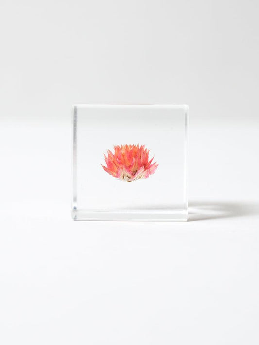 Sola Cube - Globe Amaranth