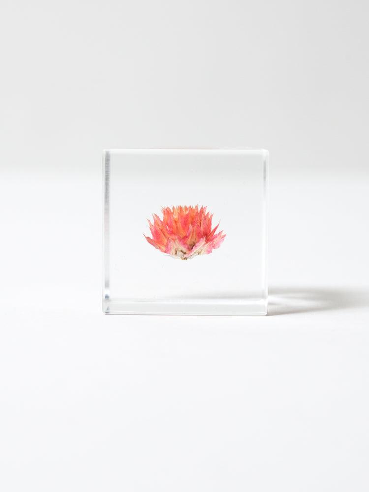 Sola Cube - Globe Amaranth