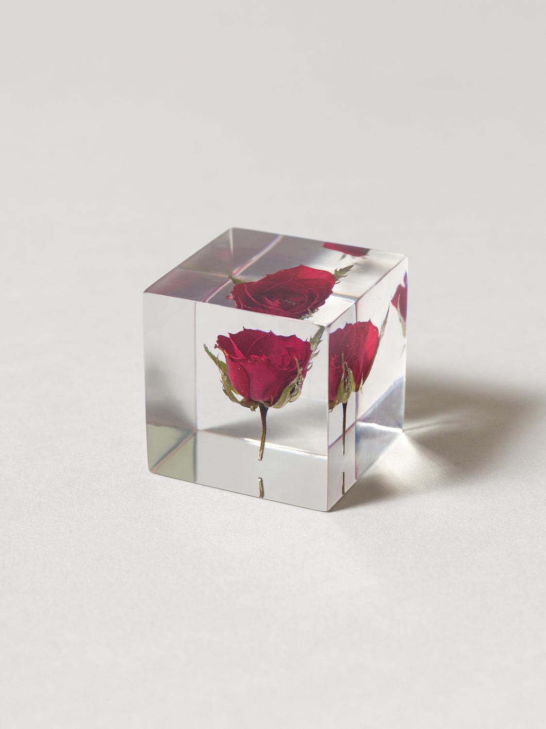 Sola Cube - Rose