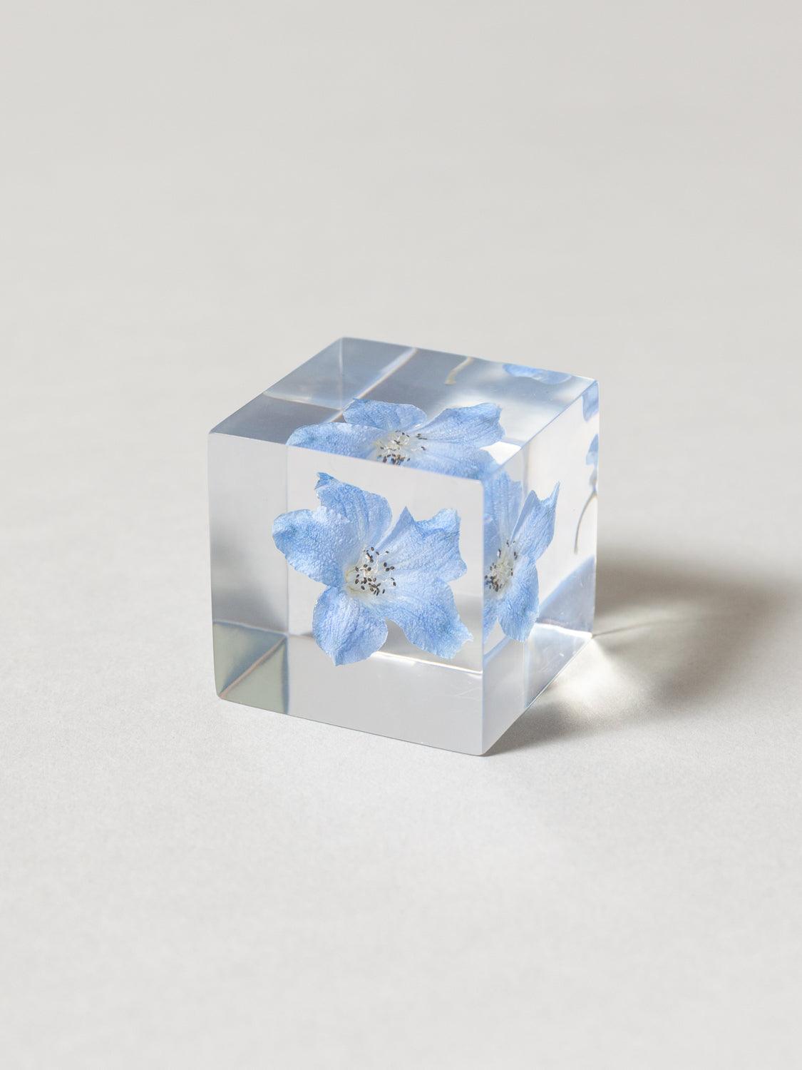 Sola Cube - Siberian Larkspur