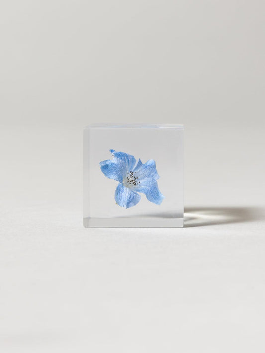 Sola Cube - Siberian Larkspur