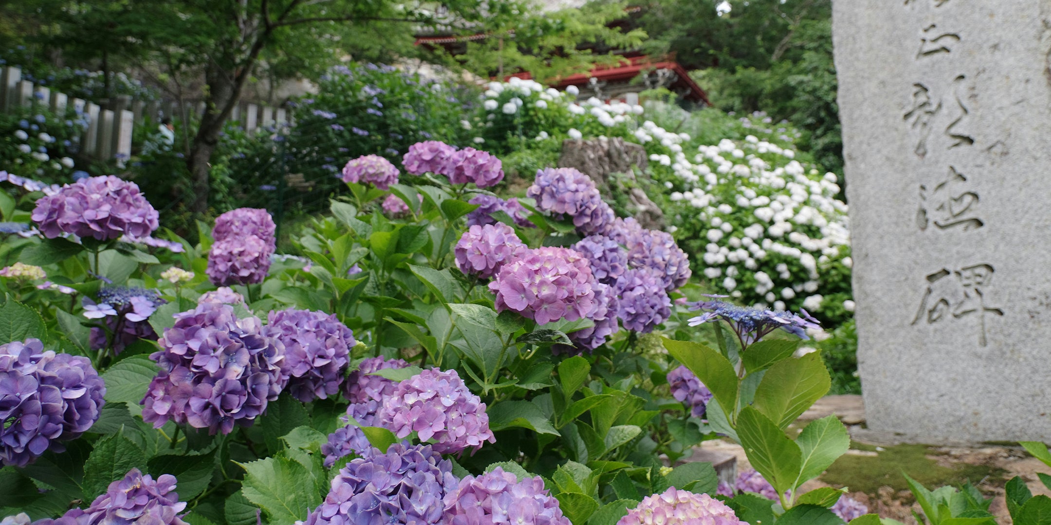 Purple hydrangeas in a garden with a stone monument and white flowers in the background