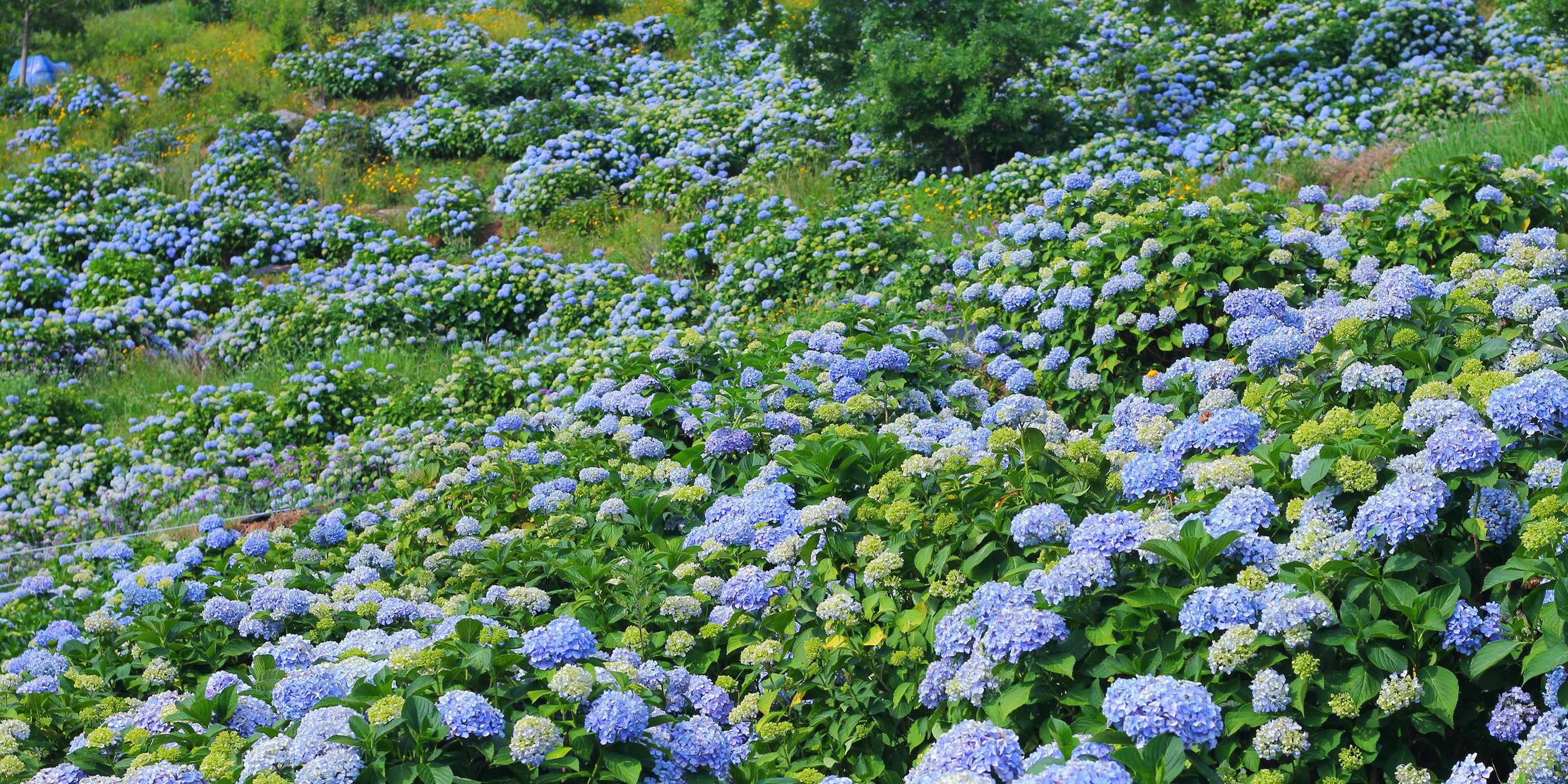 Field of blue and white flowers with green foliage