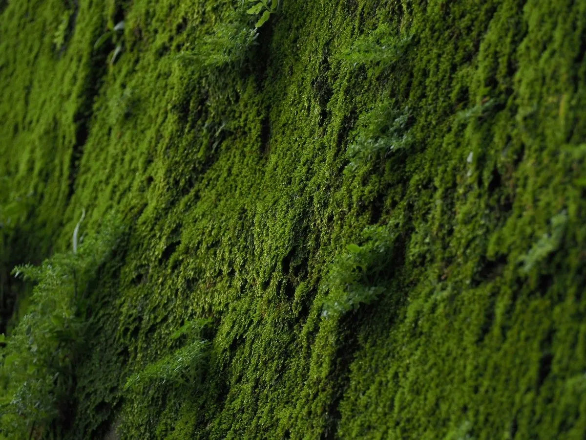 Close-up of a green moss-covered surface