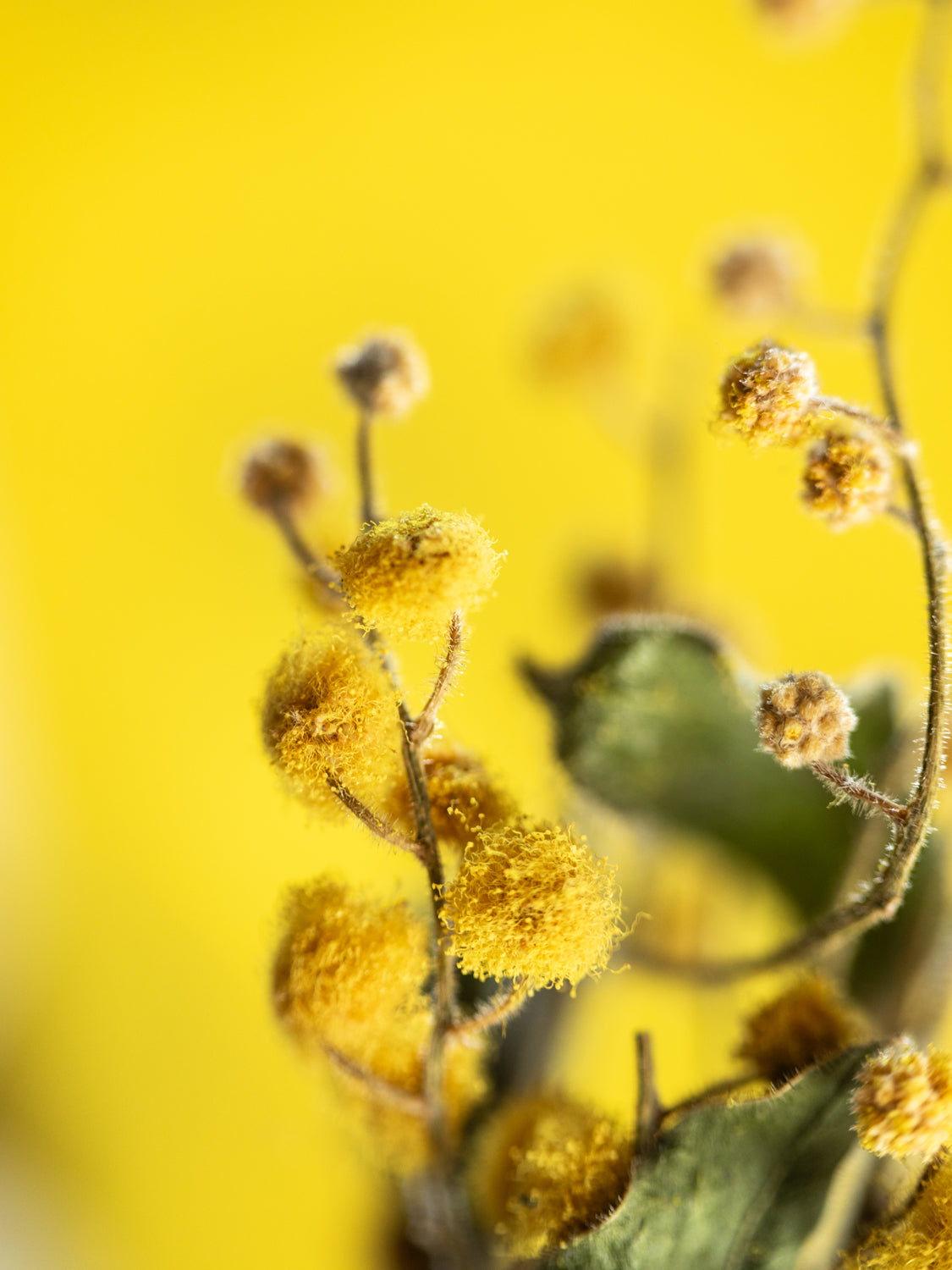 Vase and Dried Flower - Cosmic Latte × Mimosa