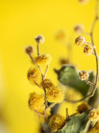 Vase and Dried Flower - Cosmic Latte × Mimosa