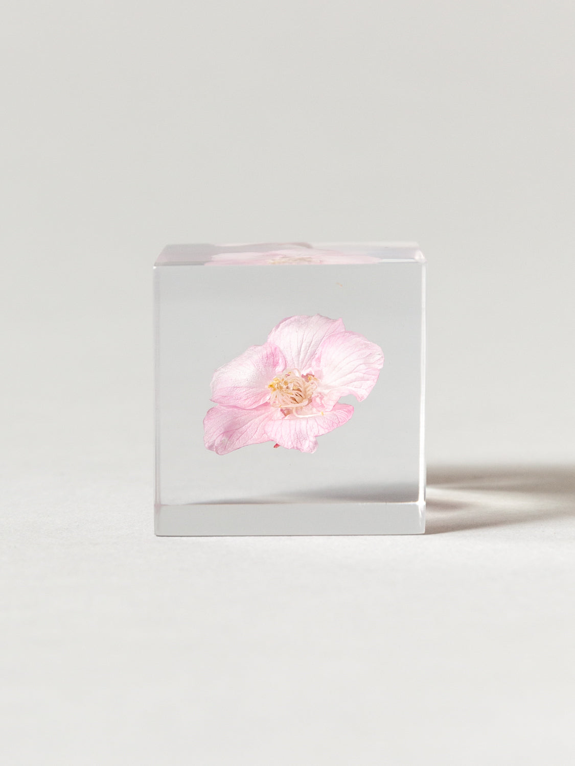 Sola Cube - Kawazu-zakura (Sakura)