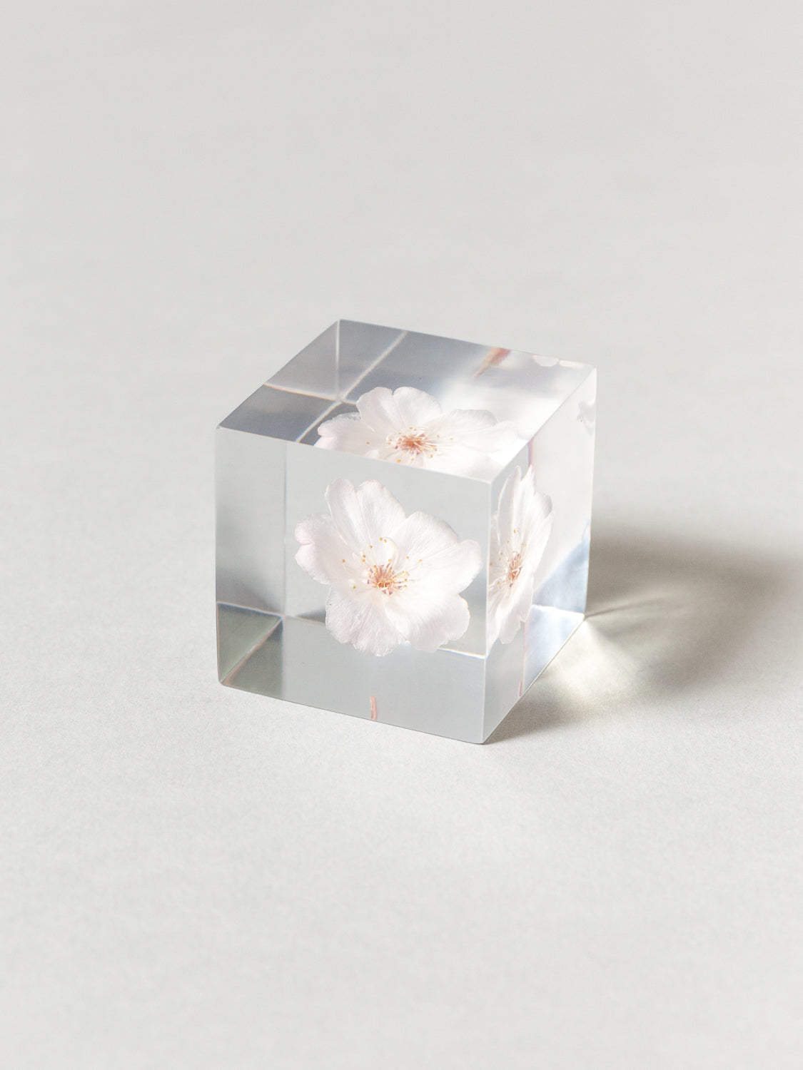 Sola Cube - Komatsu-otome (Sakura)