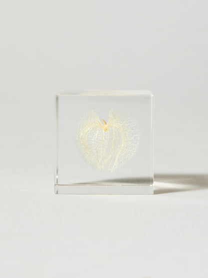Sola Cube - Apple of Peru