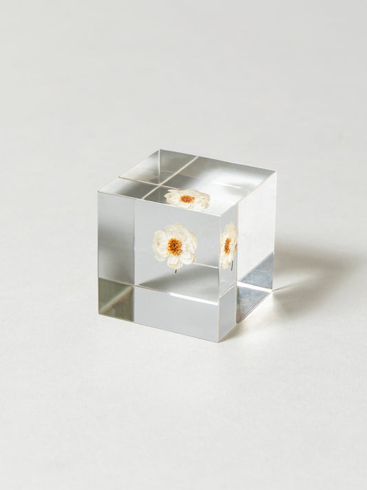 Sola Cube - Chamomile Sunray