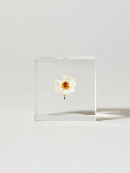 Sola Cube - Chamomile Sunray