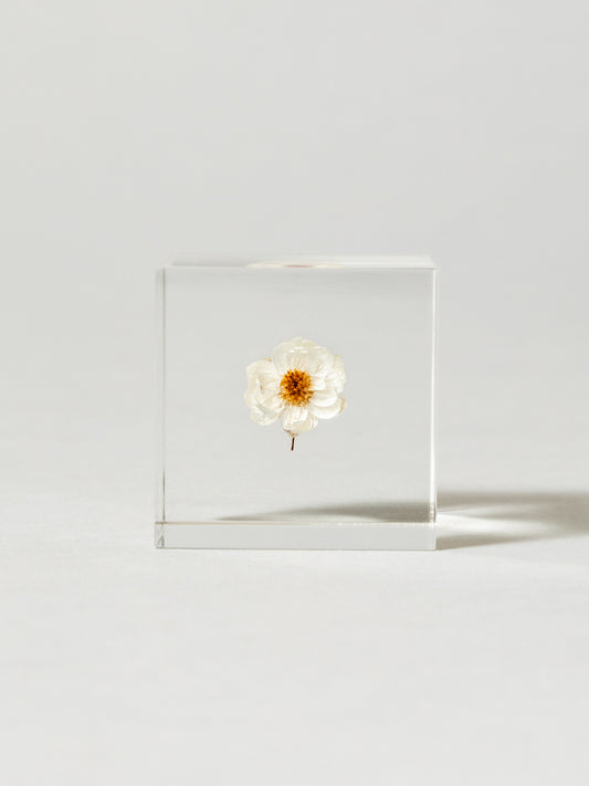 Sola Cube - Chamomile Sunray