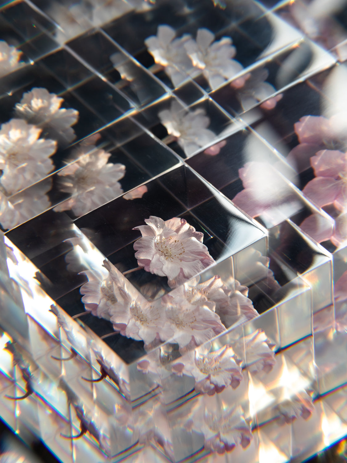 Sola Cube - Yaebenishidare (Sakura)