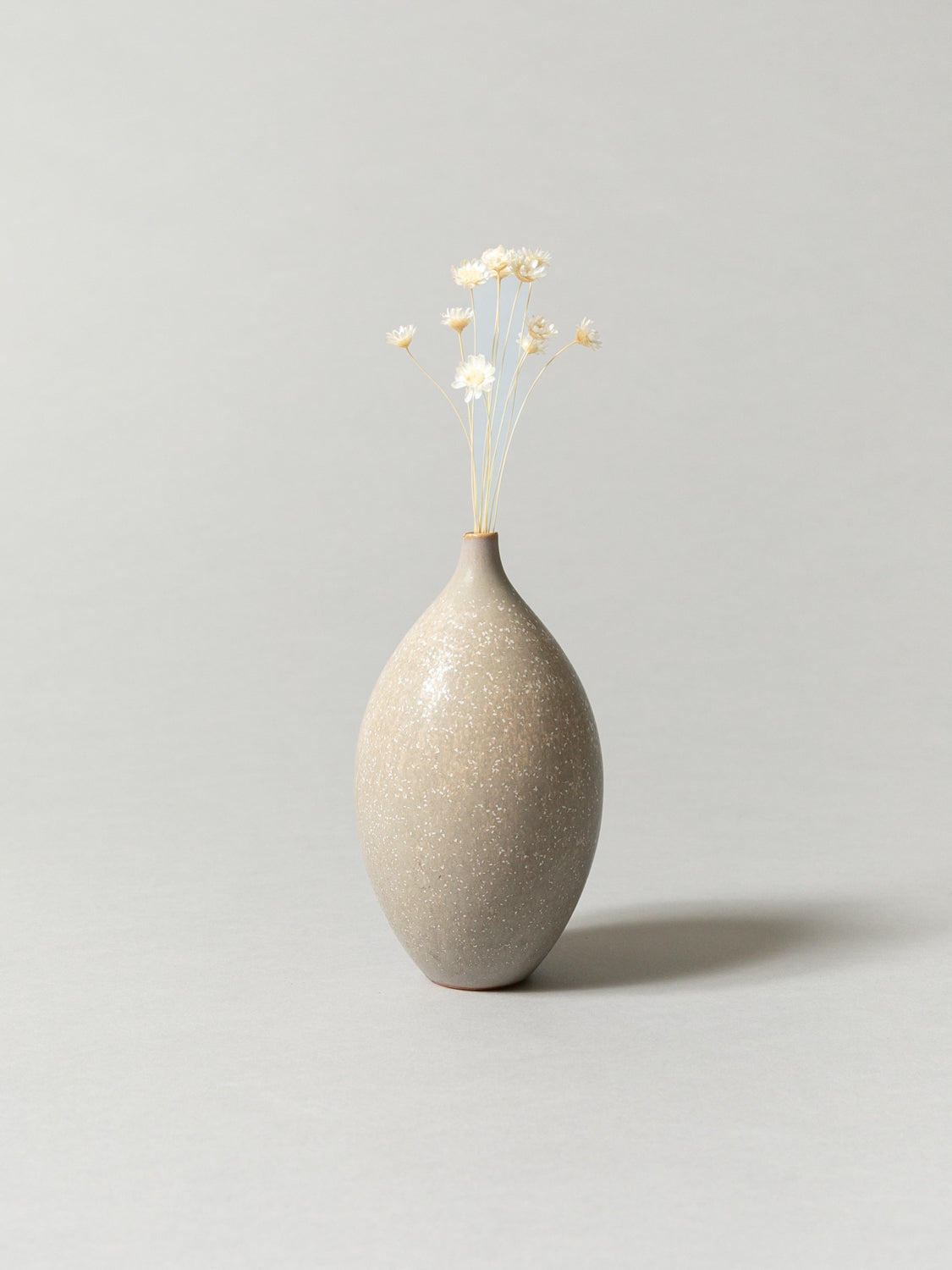 Vase and Dried Flower -  Ecru Beige × Starflower