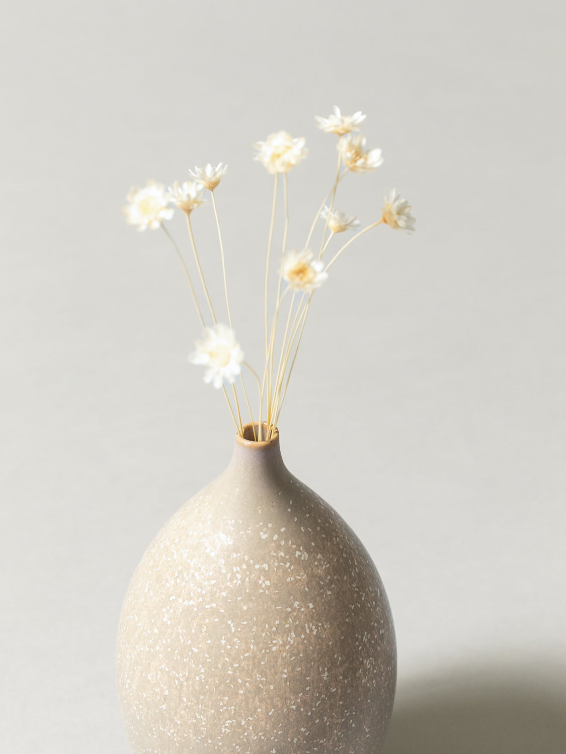 Vase and Dried Flower -  Ecru Beige × Starflower