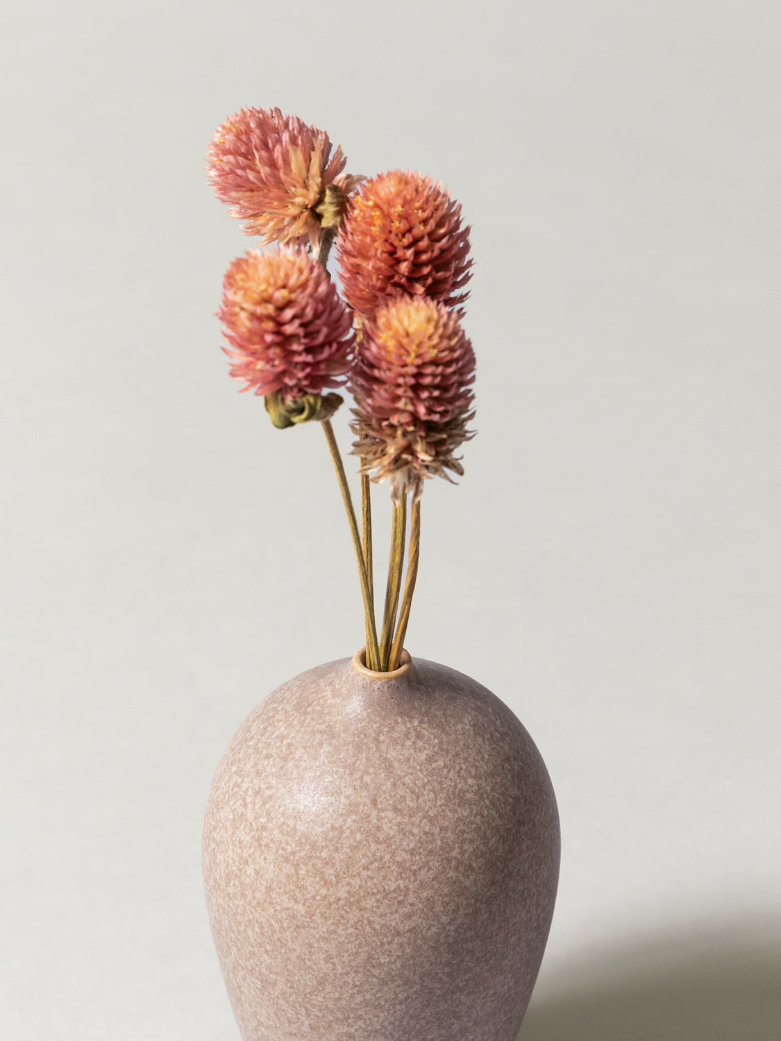 Vase and Dried Flower -  Stardust Gray × Globe Amaranth