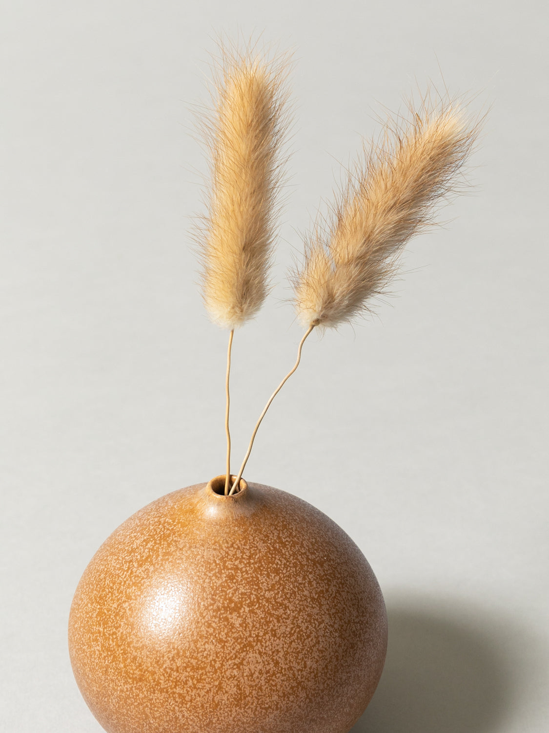 Vase and Dried Flower - Terracotta × Bunny Tail Grass