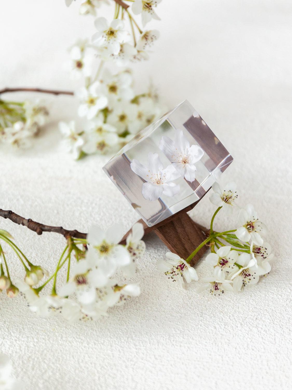 Sola Cube - Cherry Blossom (Sakura)