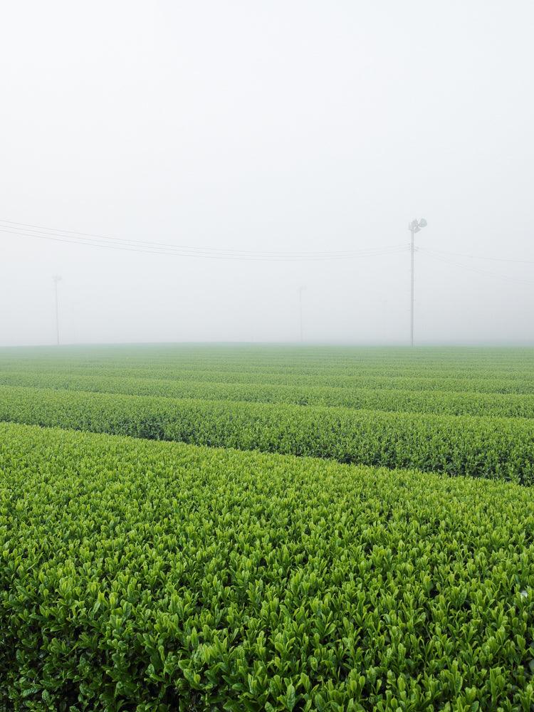 Morihata Ceremonial-Grade Matcha