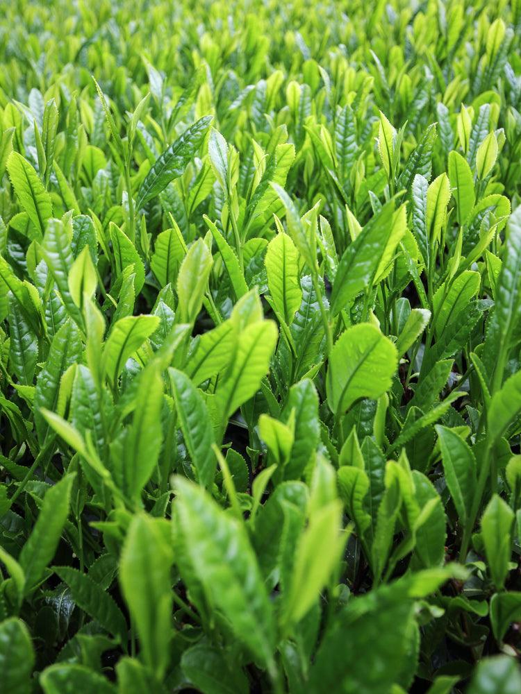 Morihata Organic Genmaicha Green Tea Bags