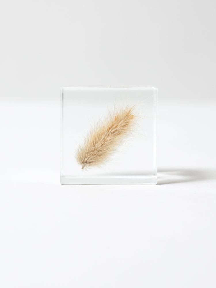 Sola Cube - Bunny Tail Grass