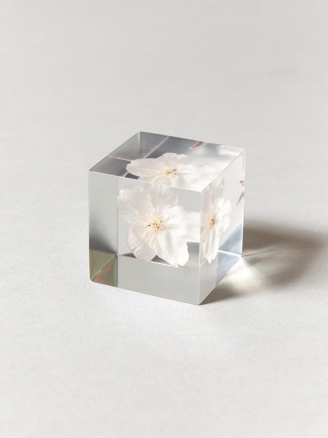 Sola Cube - Cherry Blossom (Sakura) - Rikumo
