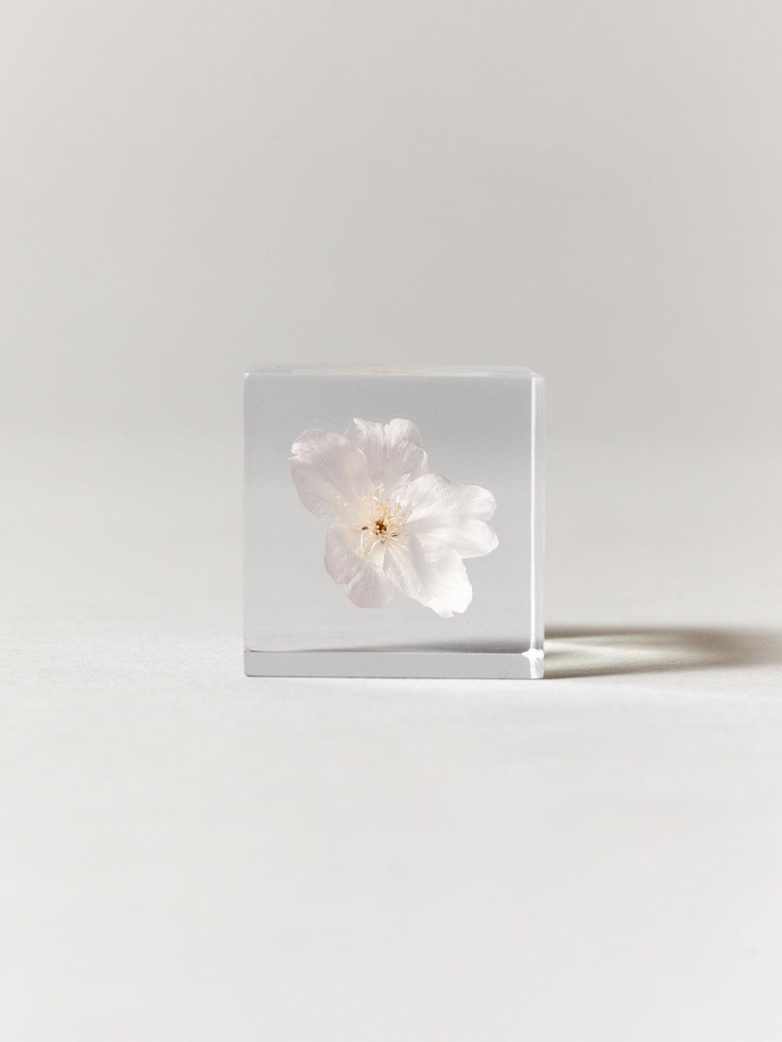 Sola Cube - Cherry Blossom (Sakura) - Rikumo