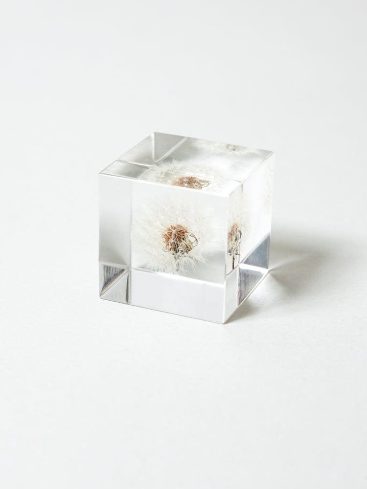 Sola Cube - Dandelion Fluff