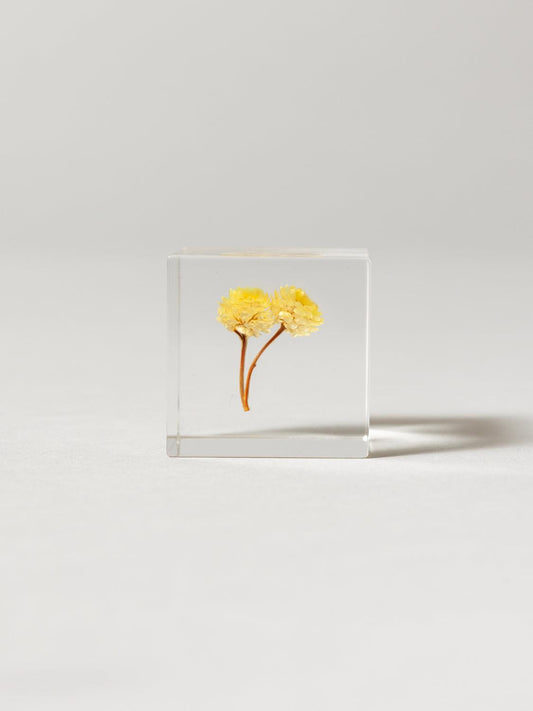 Sola Cube - Immortelle