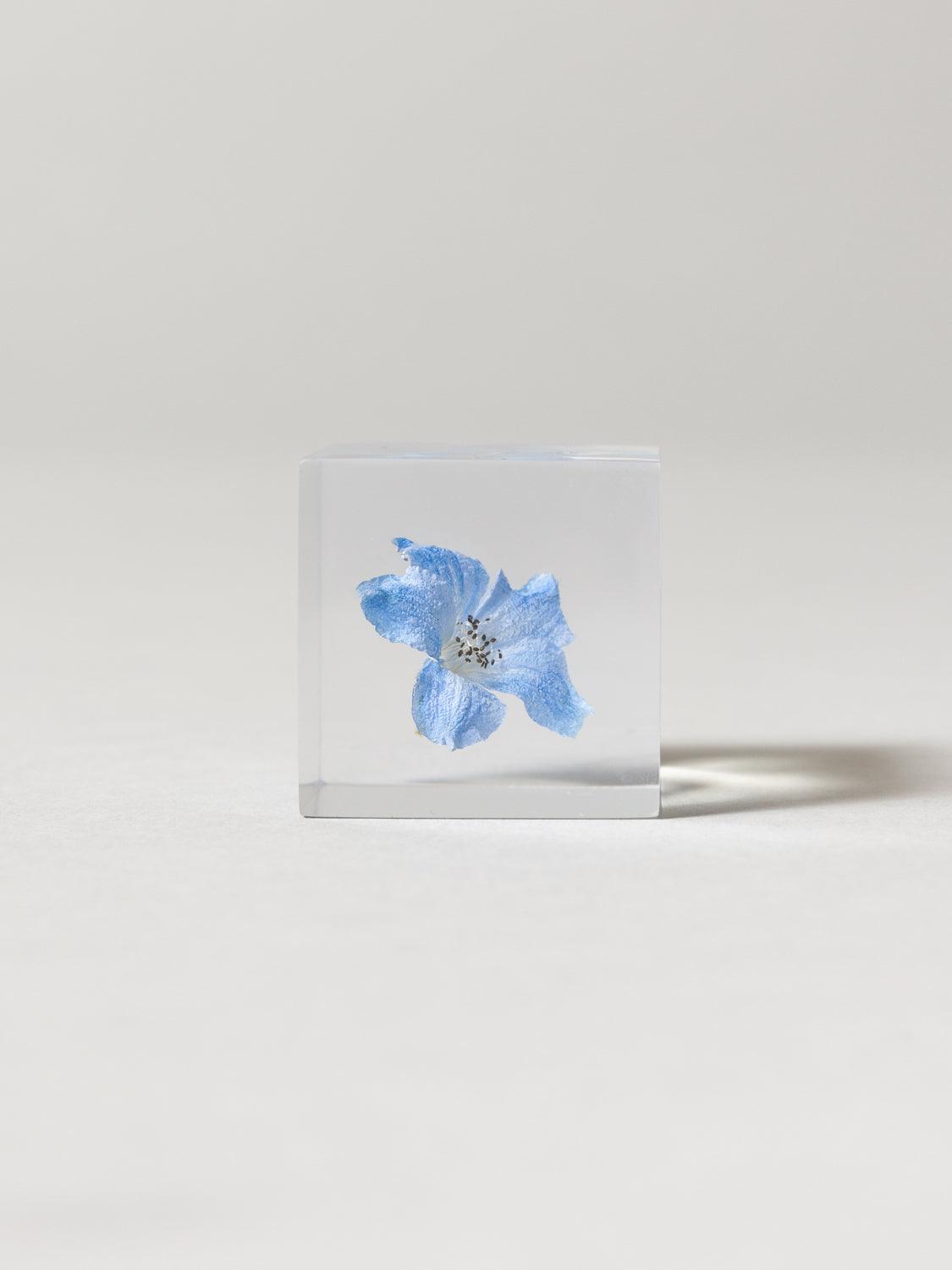Sola Cube - Siberian Larkspur