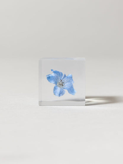 Sola Cube - Siberian Larkspur