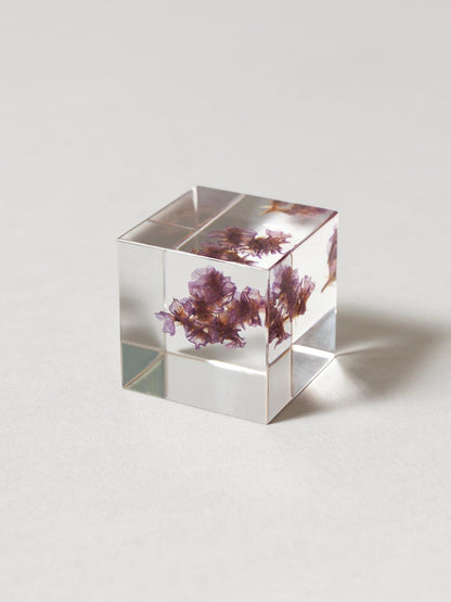 Sola Cube - Statice