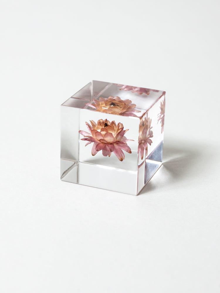 Sola Cube - Strawflower