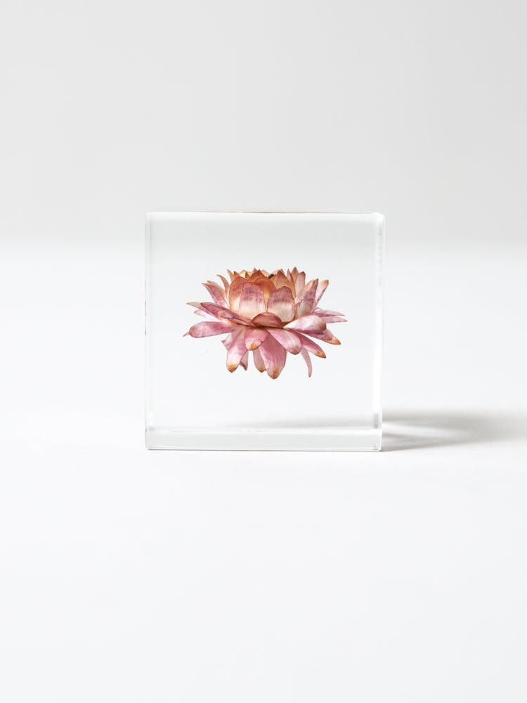 Sola Cube - Strawflower